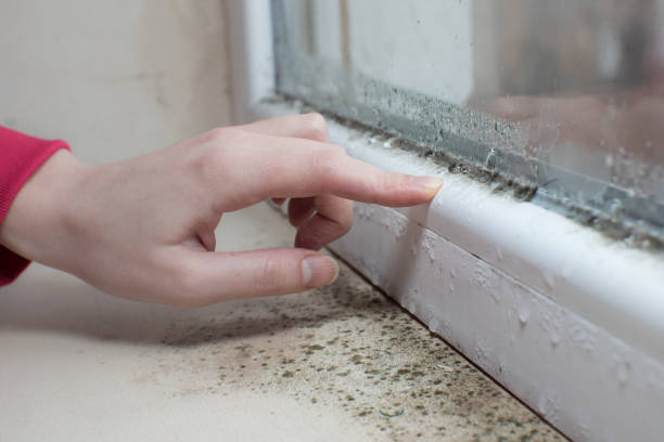 Littleton, CO Mold Removal Company