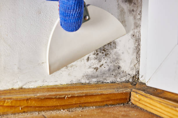 Best HVAC Mold Inspection and Cleaning  in Littleton, CO