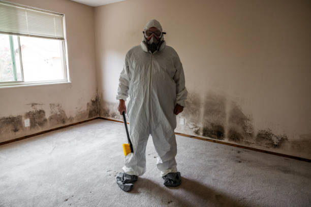 Environmental Consulting for Mold Prevention in Littleton, CO